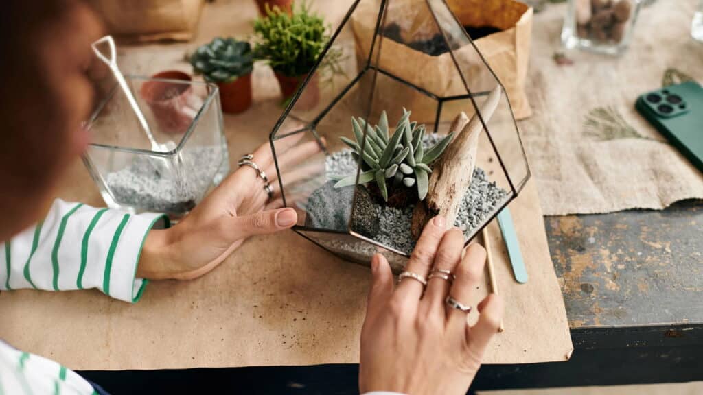 Essas são as melhores plantas para o seu terrário aberto em 2025!