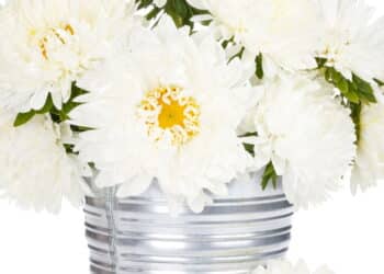 Como transformar latas em vasos de planta? Personalize do SEU jeito!