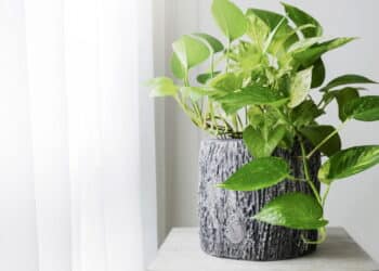 Ar mais puro em casa? Veja a planta que elimina até 73% das toxinas cancerígenas do ar