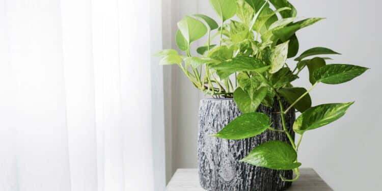 Ar mais puro em casa? Veja a planta que elimina até 73% das toxinas cancerígenas do ar