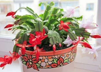 Esta planta brasileira virou febre nos jardins do país; veja os benefícios para sua casa
