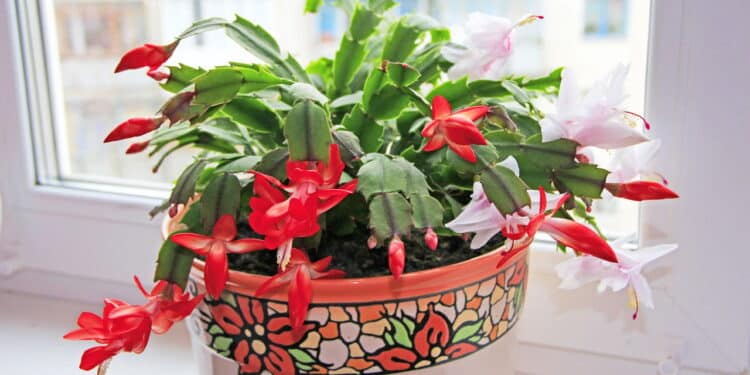 Esta planta brasileira virou febre nos jardins do país; veja os benefícios para sua casa