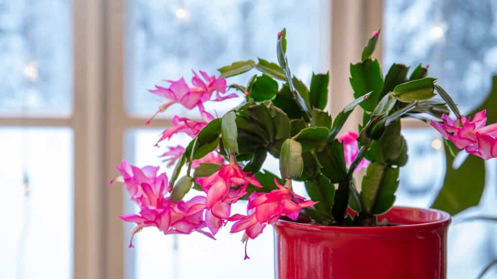 Esta planta brasileira virou febre nos jardins do país; veja os benefícios para sua casa