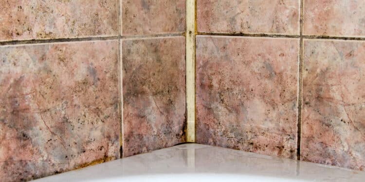 Chega de mofo no banheiro: elimine o preto do rejunte e azulejos com essa dica poderosa