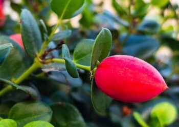 A fruta mais doce do mundo parece sobremesa e dá pra cultivar em casa sem esforço; veja como