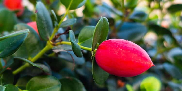A fruta mais doce do mundo parece sobremesa e dá pra cultivar em casa sem esforço; veja como