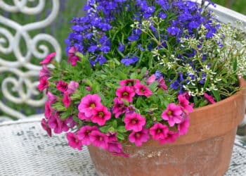 Conheça as 7 flores fáceis de cuidar que transformam qualquer casa em um lugar mais feliz