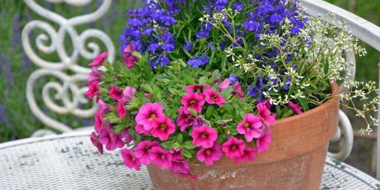 Conheça as 7 flores fáceis de cuidar que transformam qualquer casa em um lugar mais feliz