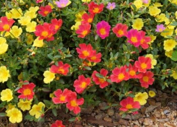 Conheça as 5 plantas que florescem o ano todo e deixam seu jardim sempre vivo e colorido