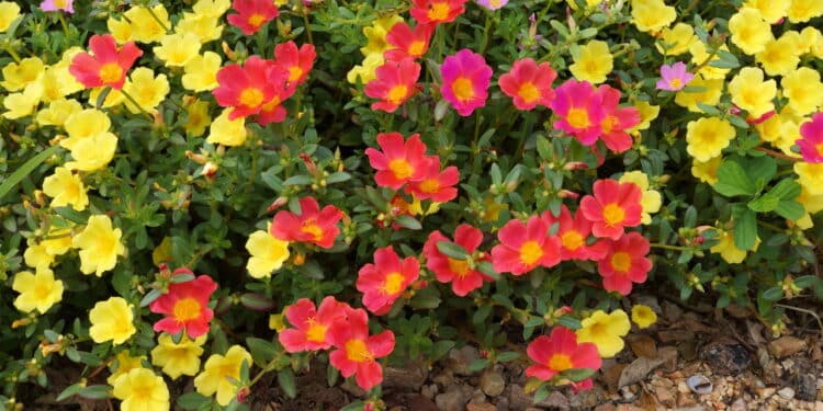 Conheça as 5 plantas que florescem o ano todo e deixam seu jardim sempre vivo e colorido