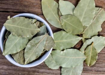 Quer atrair mais dinheiro? Veja o lugar certo para deixar folhas de louro, segundo o Feng Shui