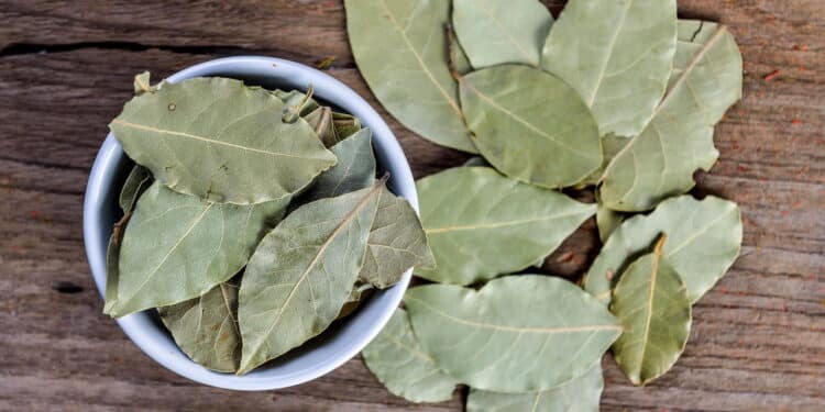 Quer atrair mais dinheiro? Veja o lugar certo para deixar folhas de louro, segundo o Feng Shui