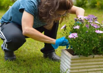 Quer flores lindas na próxima temporada? Veja quais plantas podar agora mesmo