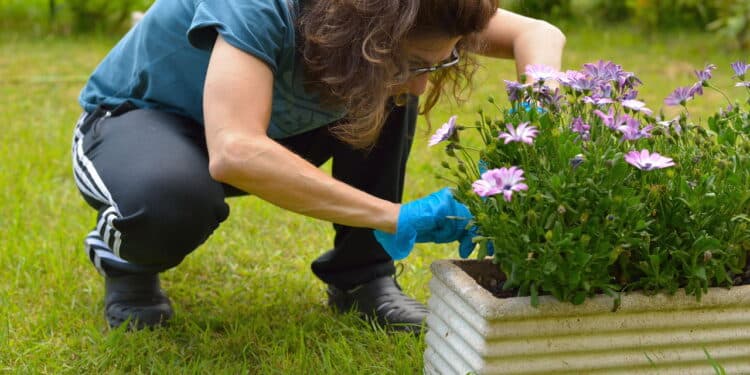 Quer flores lindas na próxima temporada? Veja quais plantas podar agora mesmo