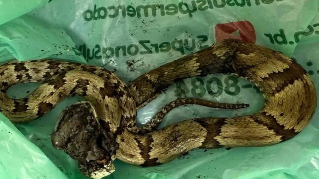 Ator Guilherme Fontes é hospitalizado às pressas após picada de cobra venenosa
