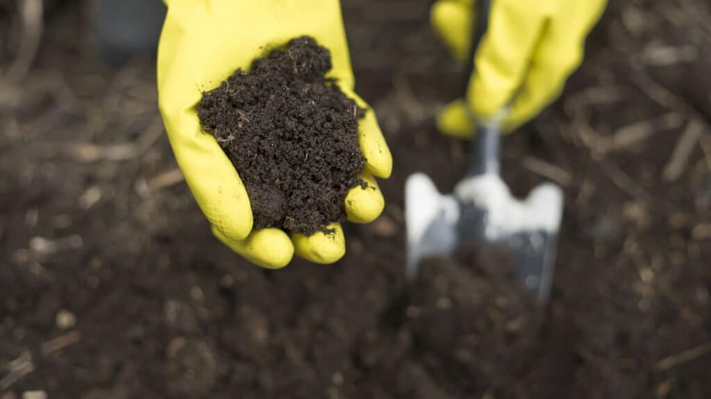 Como cuidar das plantas no frio com três truques simples que realmente funcionam