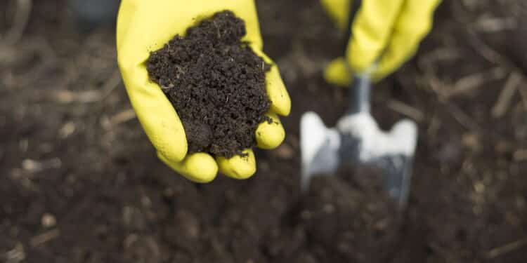 Esses 4 adubos caseiros vão transformar sua plantação mais rápido do que você imagina