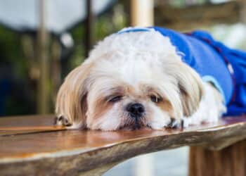 Shih Tzu - Créditos: depositphotos.com / madozi