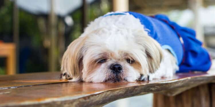 Shih Tzu - Créditos: depositphotos.com / madozi
