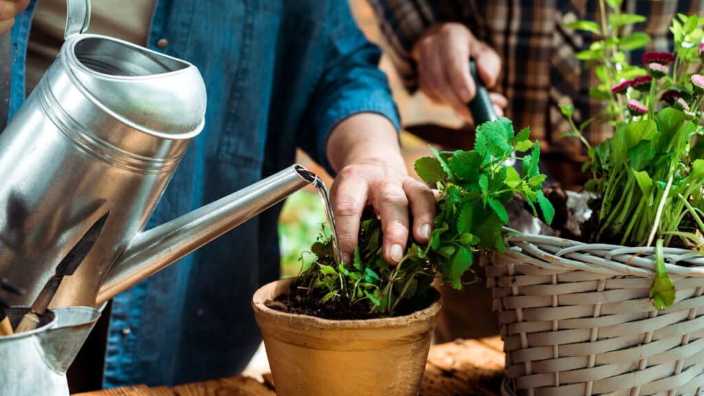 Este segredo para regar as plantas no calor vai manter seu jardim saudável