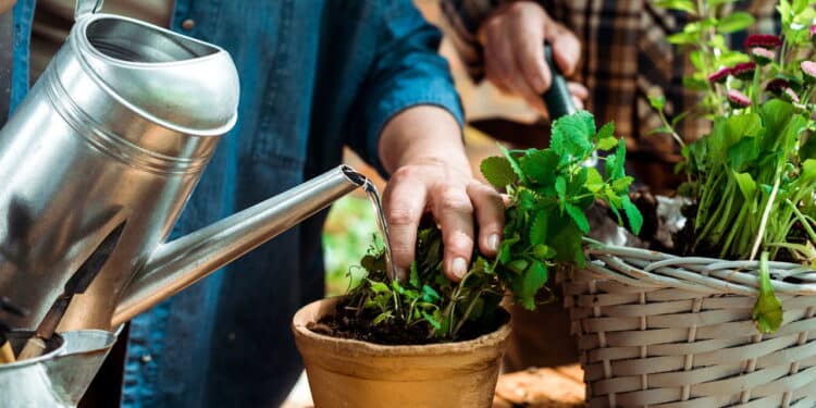 Suas plantas podem estar morrendo por esse erro; veja o truque simples e saiba como evitar