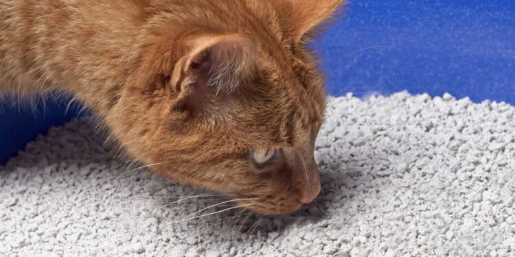 Cheiro de urina de gato nunca mais: veja o truque infalível que elimina de vez o odor