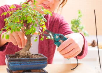 Bonsai em casa: veja o guia simples para cultivar mini-árvores na sua casa