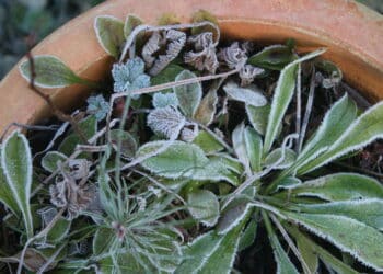 Esse truque barato com plástico bolha vai salvar suas plantas no inverno