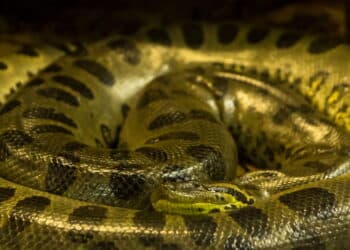 Nova espécie de sucuri gigante encontrada na Amazônia impressiona o mundo