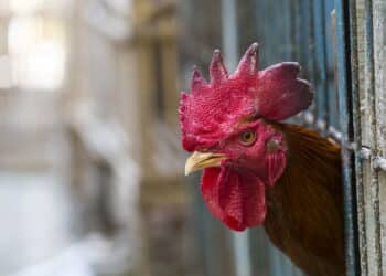 Carne brasileira liberada: veja quais países suspenderam restrições após gripe aviária