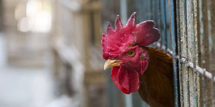 Carne brasileira liberada: veja quais países suspenderam restrições após gripe aviária