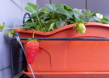 O segredo das frutas em vaso: colha em casa mesmo com pouco espaço