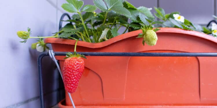 O segredo das frutas em vaso: colha em casa mesmo com pouco espaço