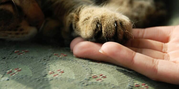 Seu gato pode estar sofrendo no frio: especialistas revelam o melhor lugar para ele deve dormir
