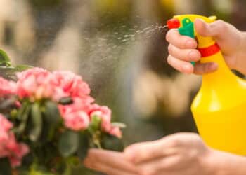 As formigas deixarão seu jardim em paz se você borrifar este item