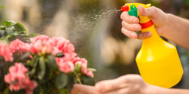 As formigas deixarão seu jardim em paz se você borrifar este item