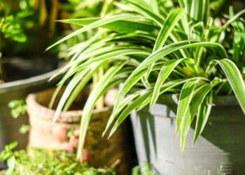 Quer um ambiente mais aconchegante? Conheça as plantas ideais para ter em casa