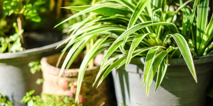 Quer um ambiente mais aconchegante? Conheça as plantas ideais para ter em casa