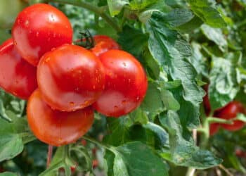 Borra de café no cultivo do tomate ajuda ou atrapalha? Entenda os riscos