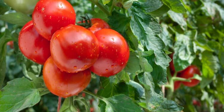Borra de café no cultivo do tomate ajuda ou atrapalha? Entenda os riscos