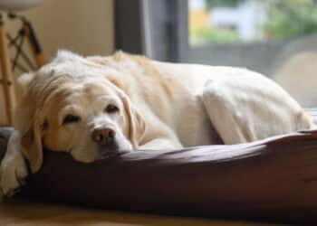 Cães no frio: veja onde eles devem dormir, segundo os veterinários