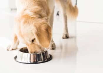 Você dá isso pro seu pet? Veja os alimentos que podem levá-lo a passar mal