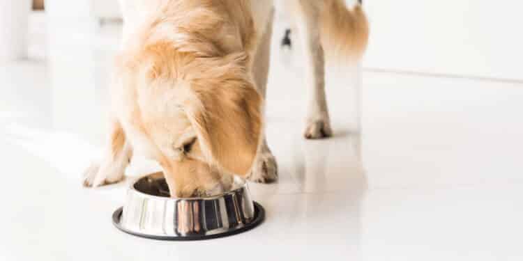 Você dá isso pro seu pet? Veja os alimentos que podem levá-lo a passar mal