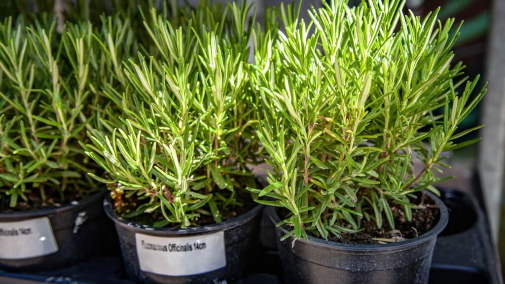 Você DEVE plantar essas ervas juntas para criar um jardim mais saudável e produtivo!