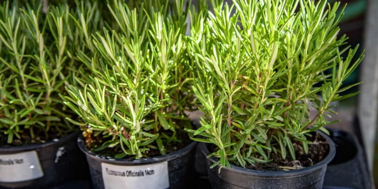 As ervas mais fáceis de cultivar em casa e manter sempre frescas