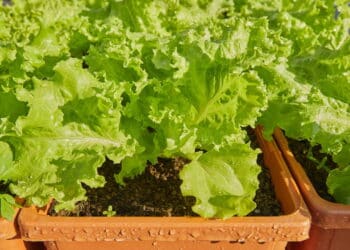 5 passos simples para ter alface fresca o ano todo no jardim de casa!