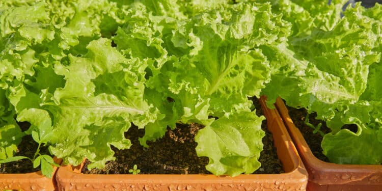 5 passos simples para ter alface fresca o ano todo no jardim de casa!