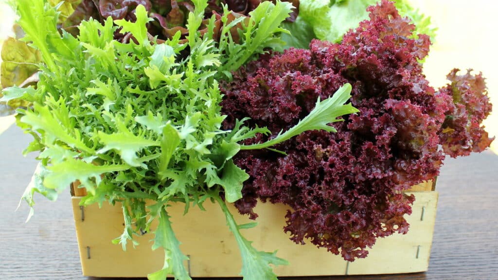 5 passos simples para ter alface fresca o ano todo no jardim de casa!