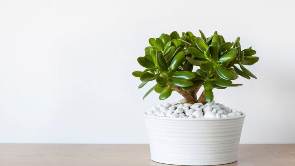 6 plantas que atraem dinheiro e boas energias