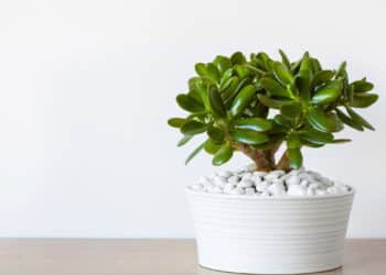 Essa planta poderosa pode mudar a saúde da sua árvore de jade!